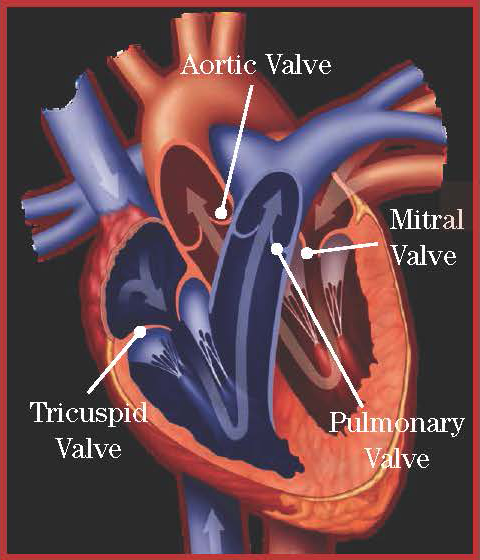 Heart Valve Disease | Oklahoma Heart Institute