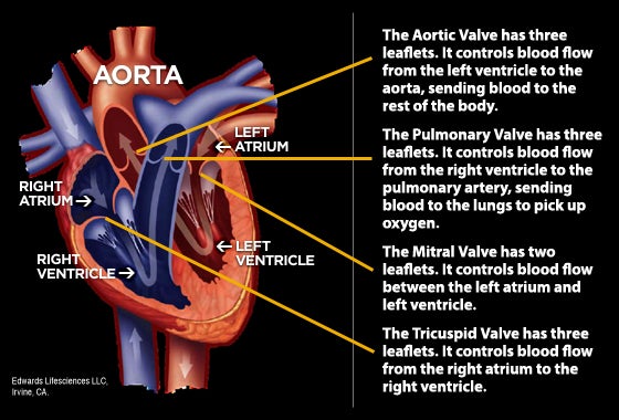 Valves of the Heart