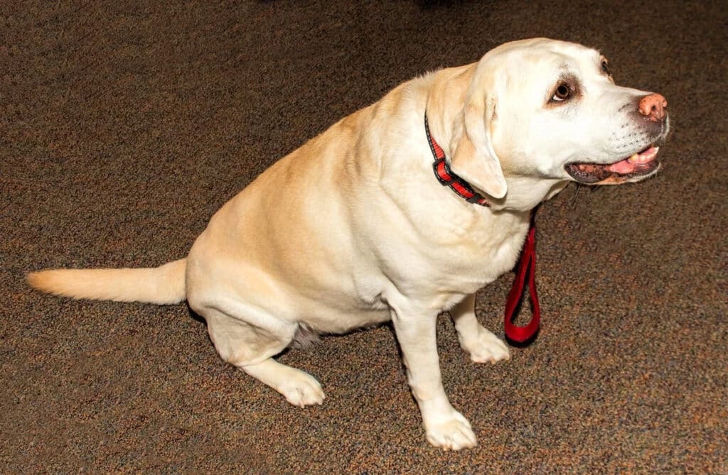 large dog sitting